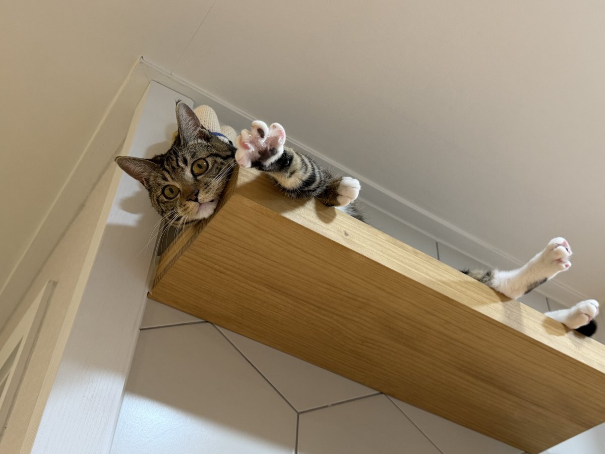 _Datstar_'s tweet image. 이제 못 올라가는 곳이 없는 아갓씌🐈