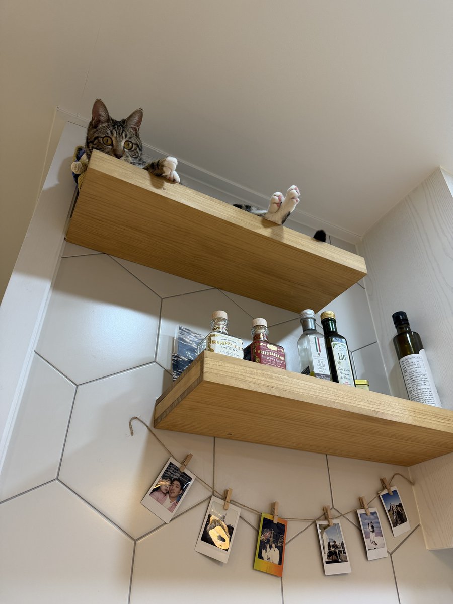 _Datstar_'s tweet image. 이제 못 올라가는 곳이 없는 아갓씌🐈