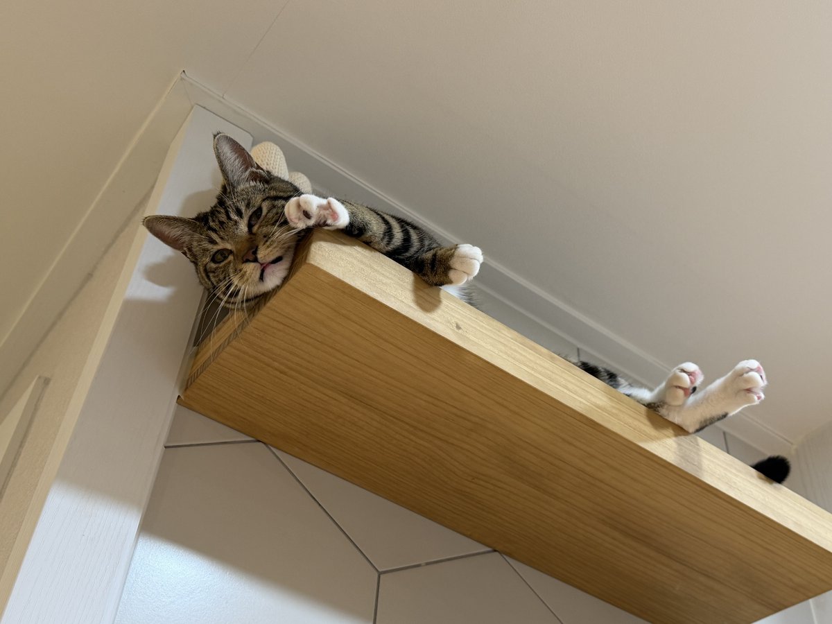 _Datstar_'s tweet image. 이제 못 올라가는 곳이 없는 아갓씌🐈