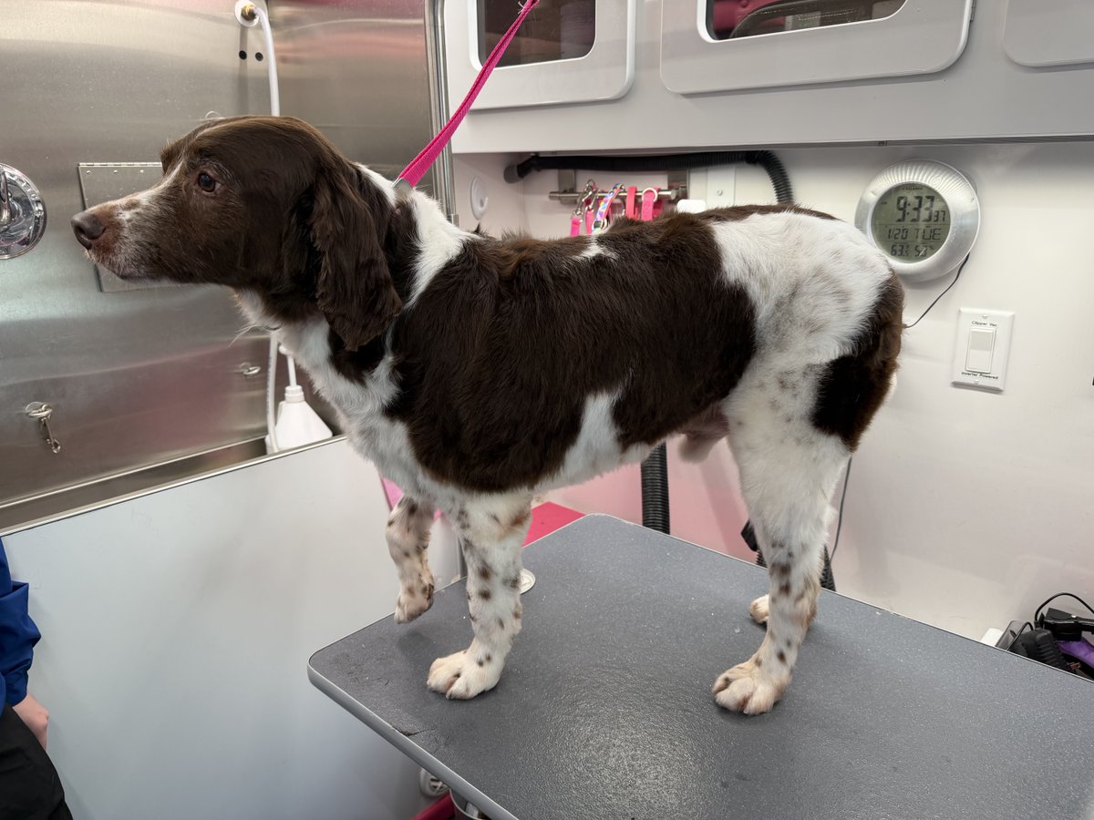 ABrittanyRescue's tweet photo. 🧡 Matt's Rescue Journey - Day 10 🧡

SPA DAY! 🫧🫧 Bubbles N Biscuits mobile groomer came by to pamper Matt with a bath and cut. 🛁✂️ Handsome as ever and it looks like he made a new friend! 🥰

#MattsJourney #ABRFoster #DogGroom #SecondChances https://t.co/7G51r4DmjL
