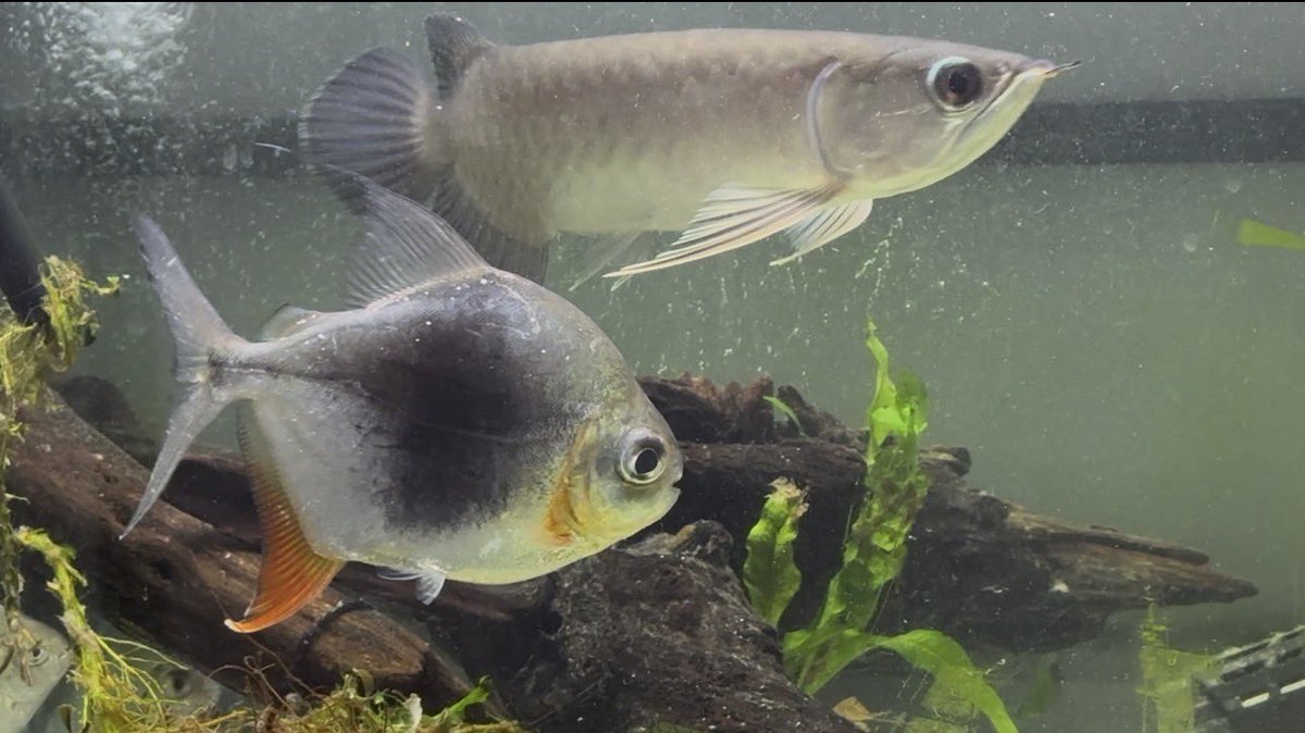 テェオン tweet media