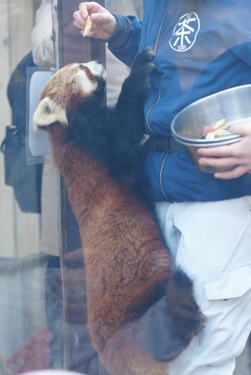 ririsu219_'s tweet image. お🍎全部ちょうだーい！！
ミルクママ必死
ミロもまねしたいけどまだよじ登れなかった
っぽいw
2026.1
#茶臼山動物園 #ミルク #ミロ 
#レッサーパンダ