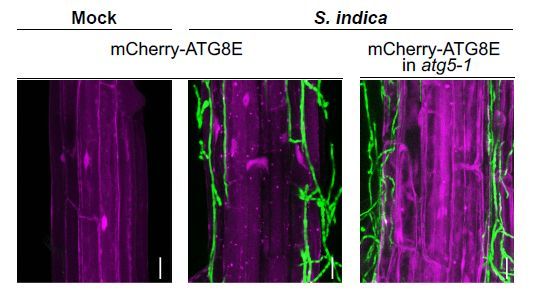 Plant Physiology tweet media