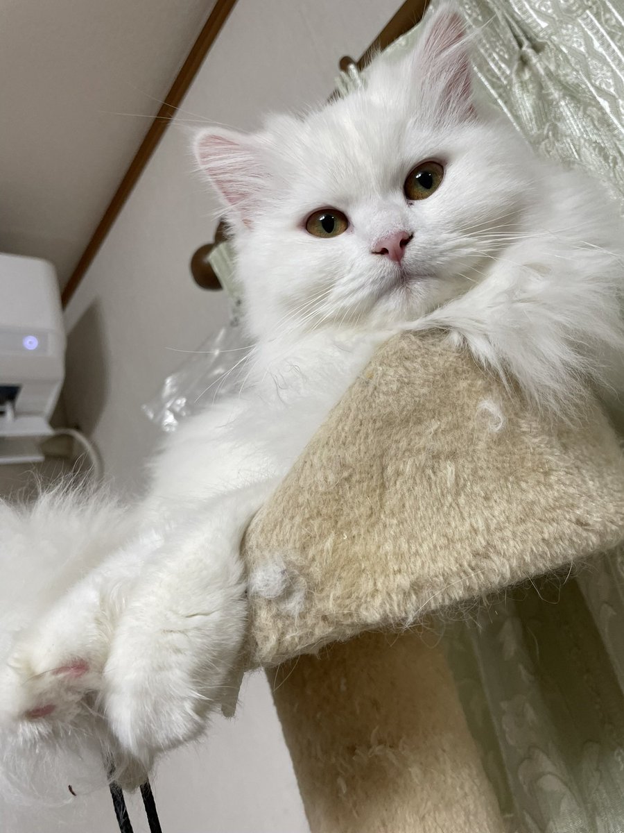 みると娘夫婦が先程帰宅。みるは1ヶ月。娘達は4日泊まり。帰り際.娘『帰りたくな〜い！』みる『帰らないニャー💢』 と逃げ回り。娘旦那様は困り顔😂💦　ママは寂しい様なホッとした様な💦　またおいで！　#サイベリアン　#猫の居る暮らし