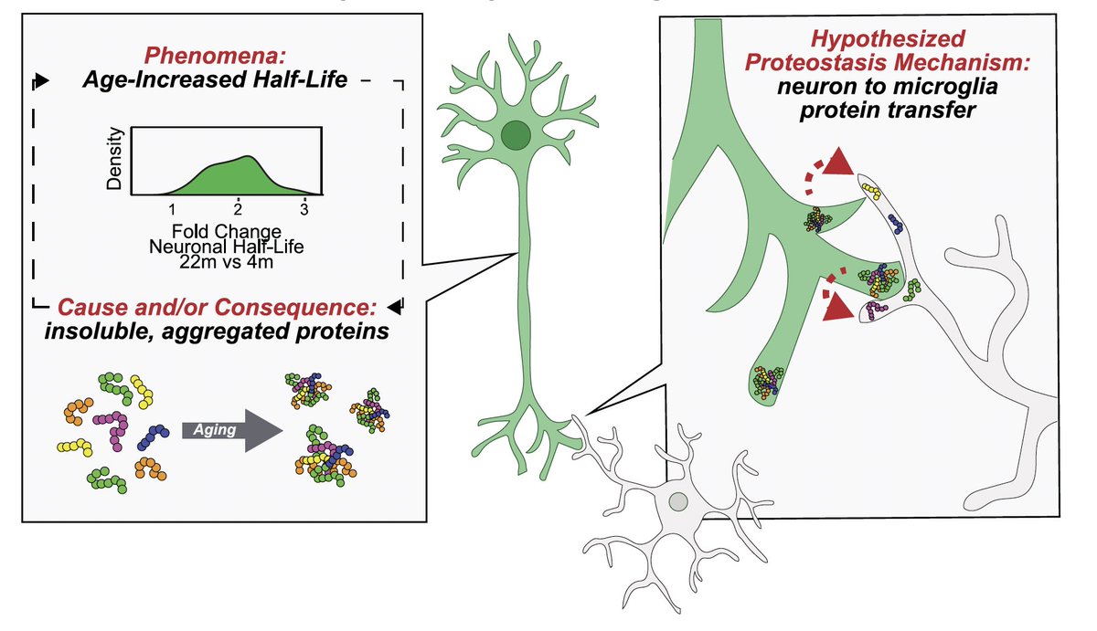 EricTopol's tweet photo. With aging there is accumulation of neuronal proteins in microglia, which may be a driver of cognitive decline 
@Nature @wysscoray 
https://t.co/N38Ir8QMbO https://t.co/vpfeeLOF4w