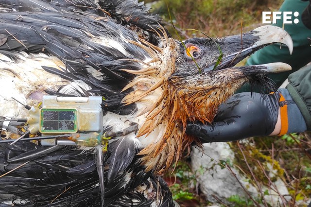 EFE Cantabria tweet media