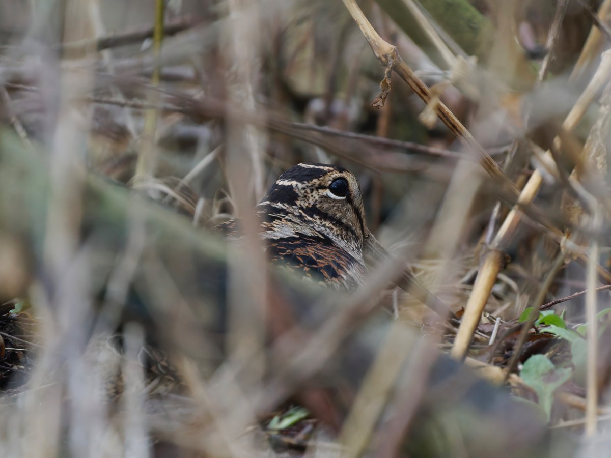 Ian Howard tweet media