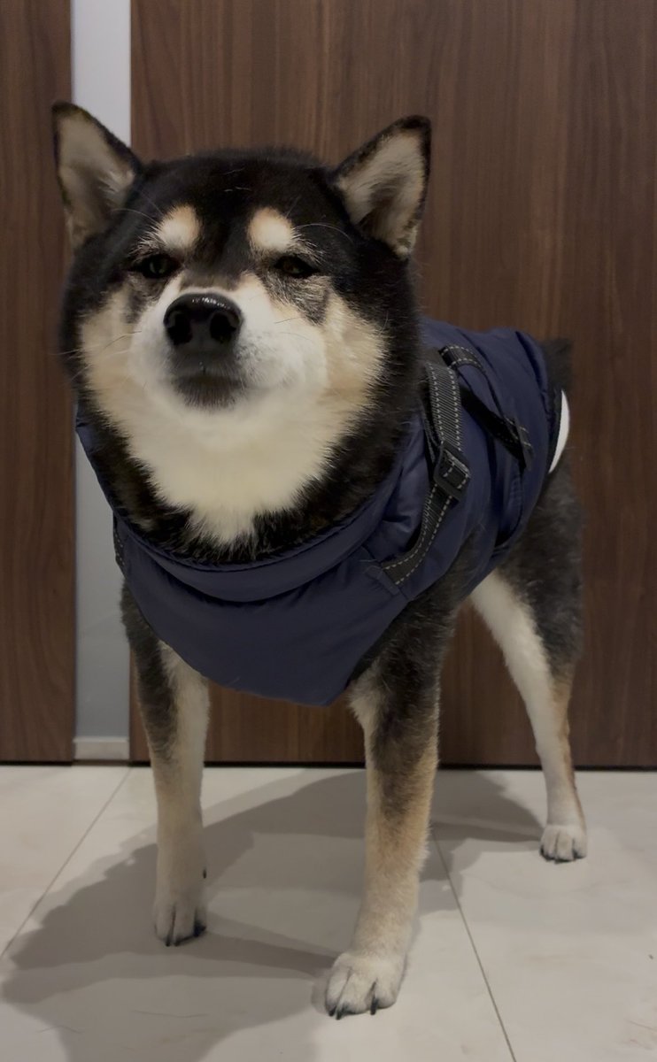 ぽんぽんポン助 (@ponpon_PONSUKE_) / Posts / X