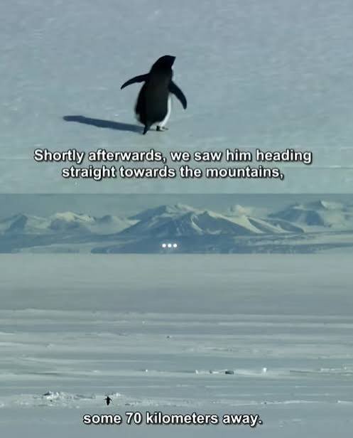 How could I ever give up knowing that this penguin never did