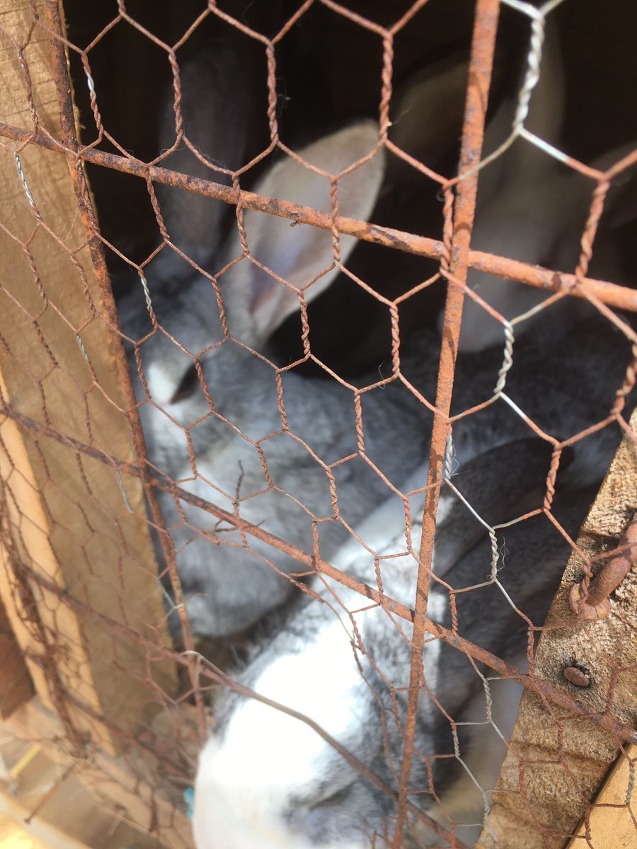 M_Global_Farm's tweet photo. 🐰 Rabbits for Sale – M’Global Farm
• Meat • Breeding • Pets • Production
✔ Different breeds &amp; ages ✔ Viewing available
📞 +254 737 336 511 / +254 706 897 516 📩 DM to inquire
#RabbitFarming #KenyaAgriculture #LivestockKE https://t.co/owyDX2ZYkK