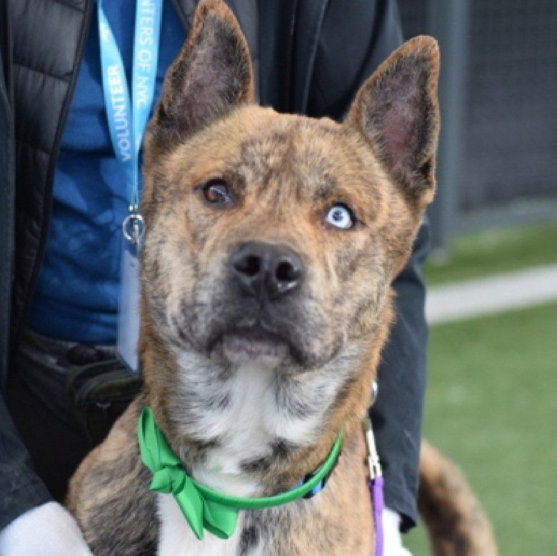 MorgFairsdogs's tweet image. Ike 243906
Relisted TBK 1/22
#NYCACC #RescueOnly 
He is a cute brindle 2 yr old
Has CIRDC 🚑
Has nip incident that did not break skin when owner took blanket
Help save Ike!
nycacc.app/browse/243906
#Pledge4Rescue #foster #adopt 
#DogsofX