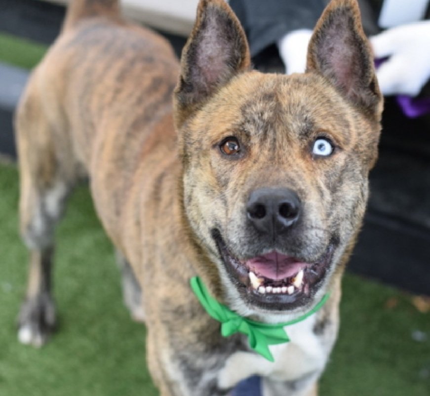 MorgFairsdogs's tweet image. Ike 243906
Relisted TBK 1/22
#NYCACC #RescueOnly 
He is a cute brindle 2 yr old
Has CIRDC 🚑
Has nip incident that did not break skin when owner took blanket
Help save Ike!
nycacc.app/browse/243906
#Pledge4Rescue #foster #adopt 
#DogsofX