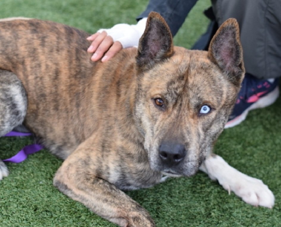 MorgFairsdogs's tweet image. Ike 243906
Relisted TBK 1/22
#NYCACC #RescueOnly 
He is a cute brindle 2 yr old
Has CIRDC 🚑
Has nip incident that did not break skin when owner took blanket
Help save Ike!
nycacc.app/browse/243906
#Pledge4Rescue #foster #adopt 
#DogsofX