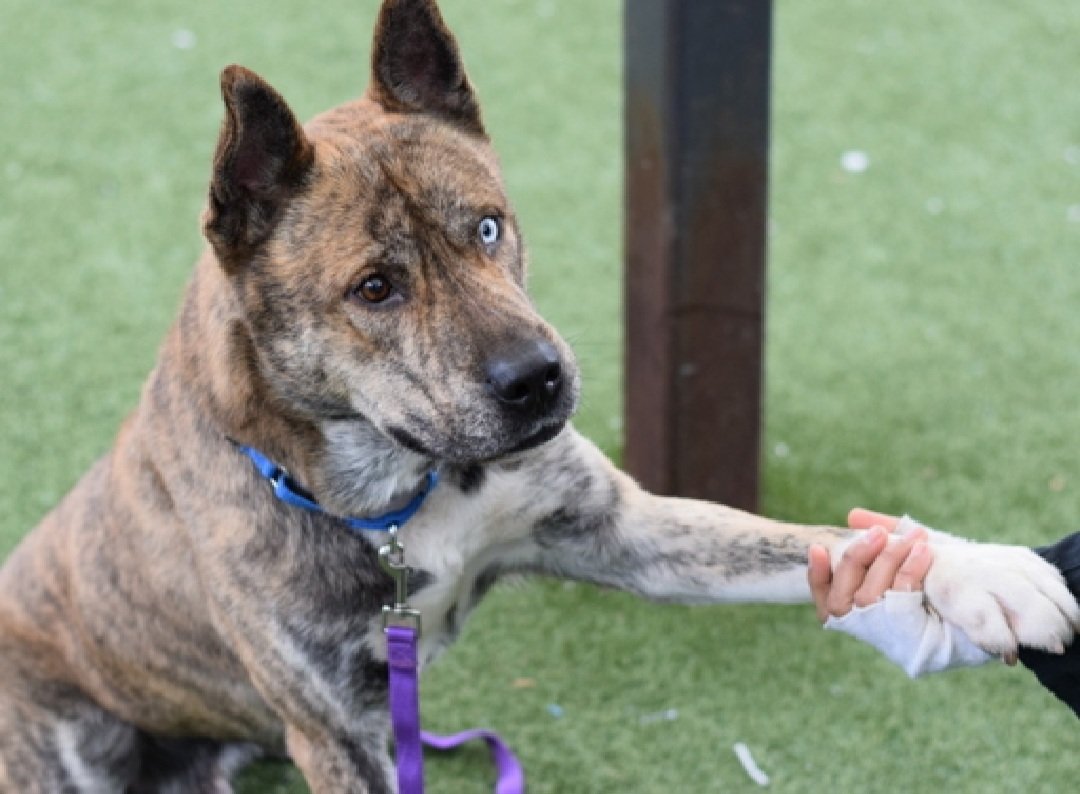MorgFairsdogs's tweet image. Ike 243906
Relisted TBK 1/22
#NYCACC #RescueOnly 
He is a cute brindle 2 yr old
Has CIRDC 🚑
Has nip incident that did not break skin when owner took blanket
Help save Ike!
nycacc.app/browse/243906
#Pledge4Rescue #foster #adopt 
#DogsofX