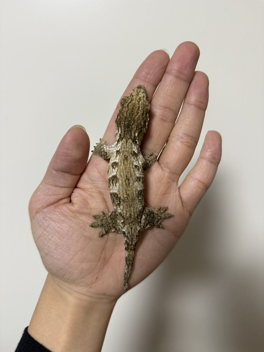 DAVINCI REPTILES：たいが😜 tweet media