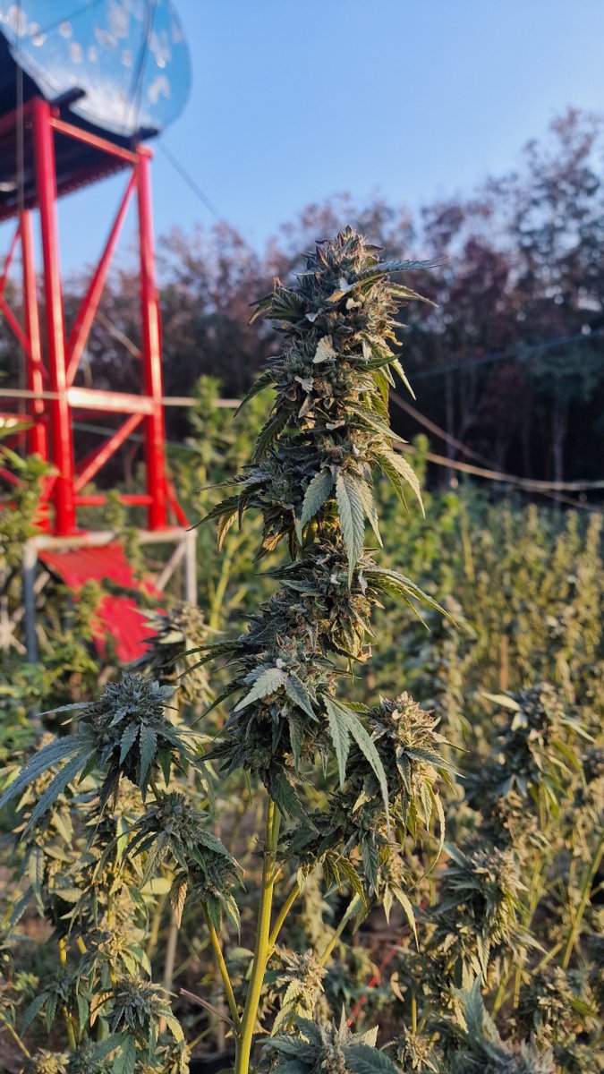 As you can probably tell by the state of my plants… another harvest is coming 😏🪴🪴🪴

This time I decided to radically redesign my drying room. No more universal, one-size-fits-all setups. I had an idea: weld custom racks, perfectly adapted to my space, with shelf heights