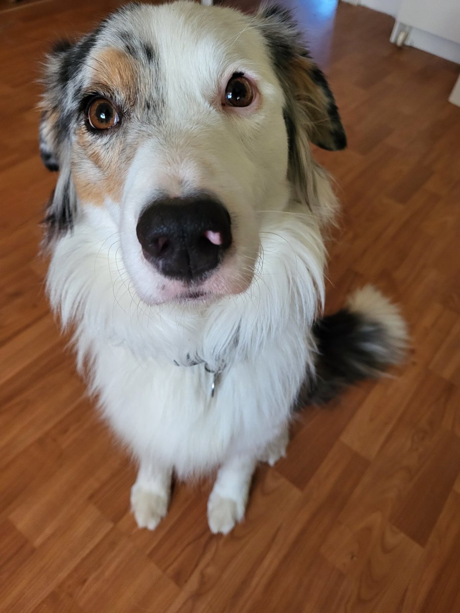 Heute ist übrigens #WeltKnuddeltag 🤩 wir knuddeln also das gesamte #Twitterrudel einmal durch 🤗😘