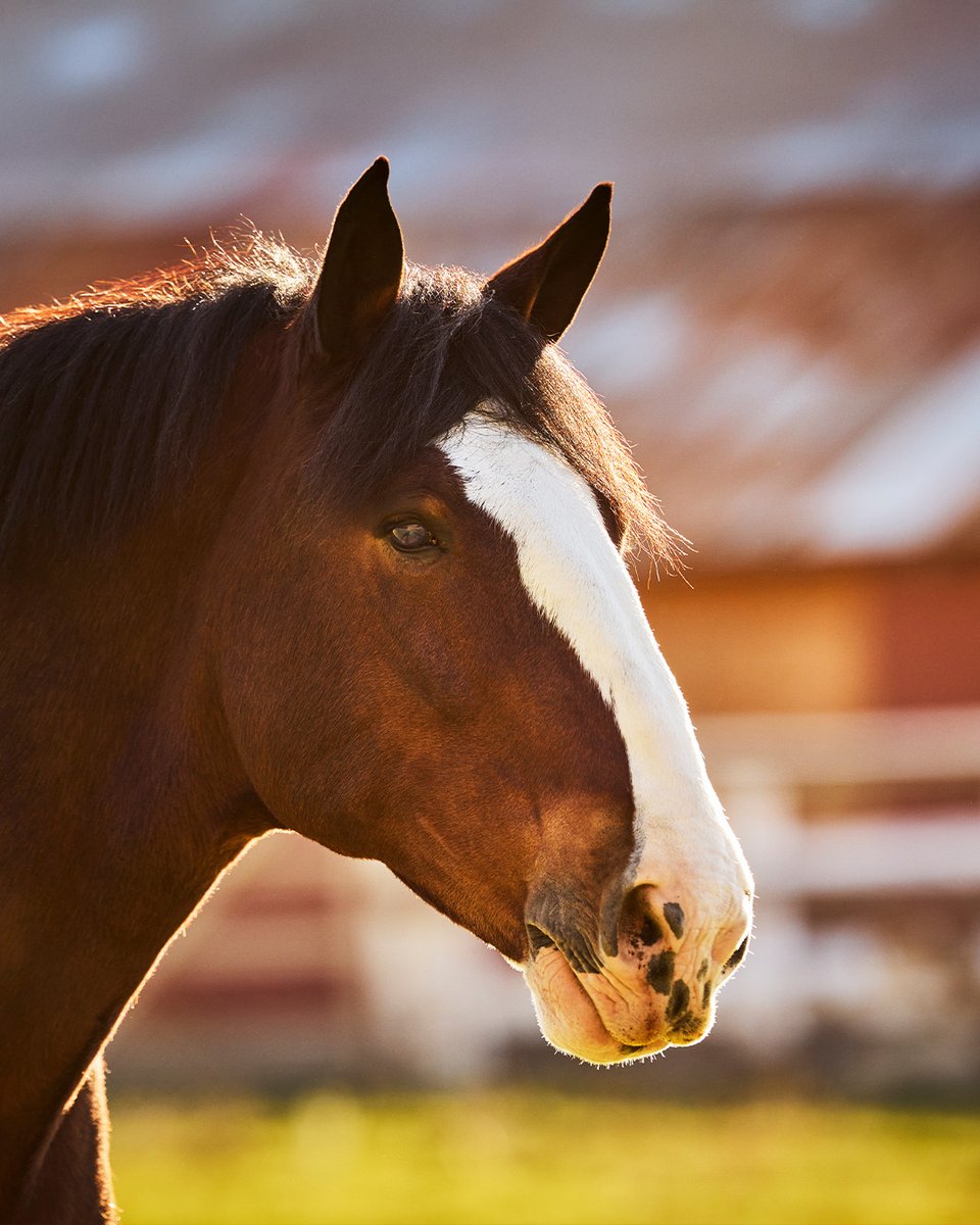 Budweiser tweet media