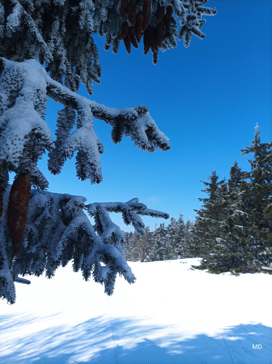 Martina Dvorská (@martinadvorsk2) on Twitter photo 