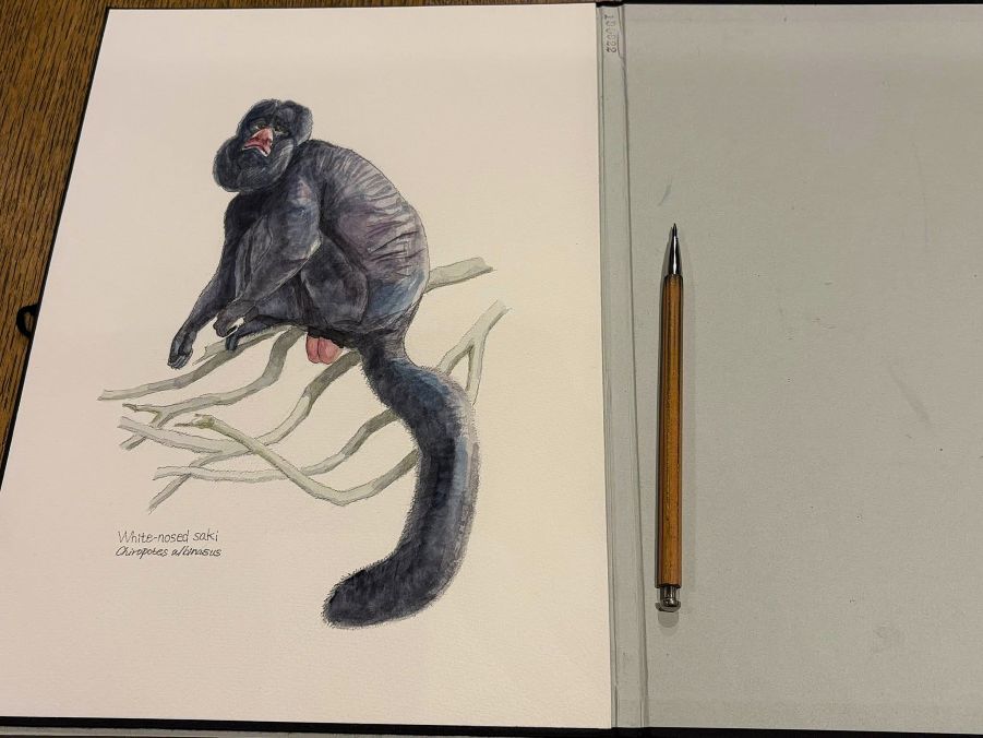 haiiromizunagi's tweet photo. いつもの所ⅠとⅡで #ハナジロヒゲサキ #WhiteNosedSaki #Saki #Chiropotes #Pitheciidae #Haplorhini #Primates を #大人の鉛筆 の下描き #水彩 で着色 #ドローイング 全体的に色を濃くした所で一旦終了。その後、T先生の指摘を踏まえて #オオカミ #Wolf #Canis の描き直し(Bob Kuhn先生の作品模写)‥ https://t.co/oYUJDPsBx0