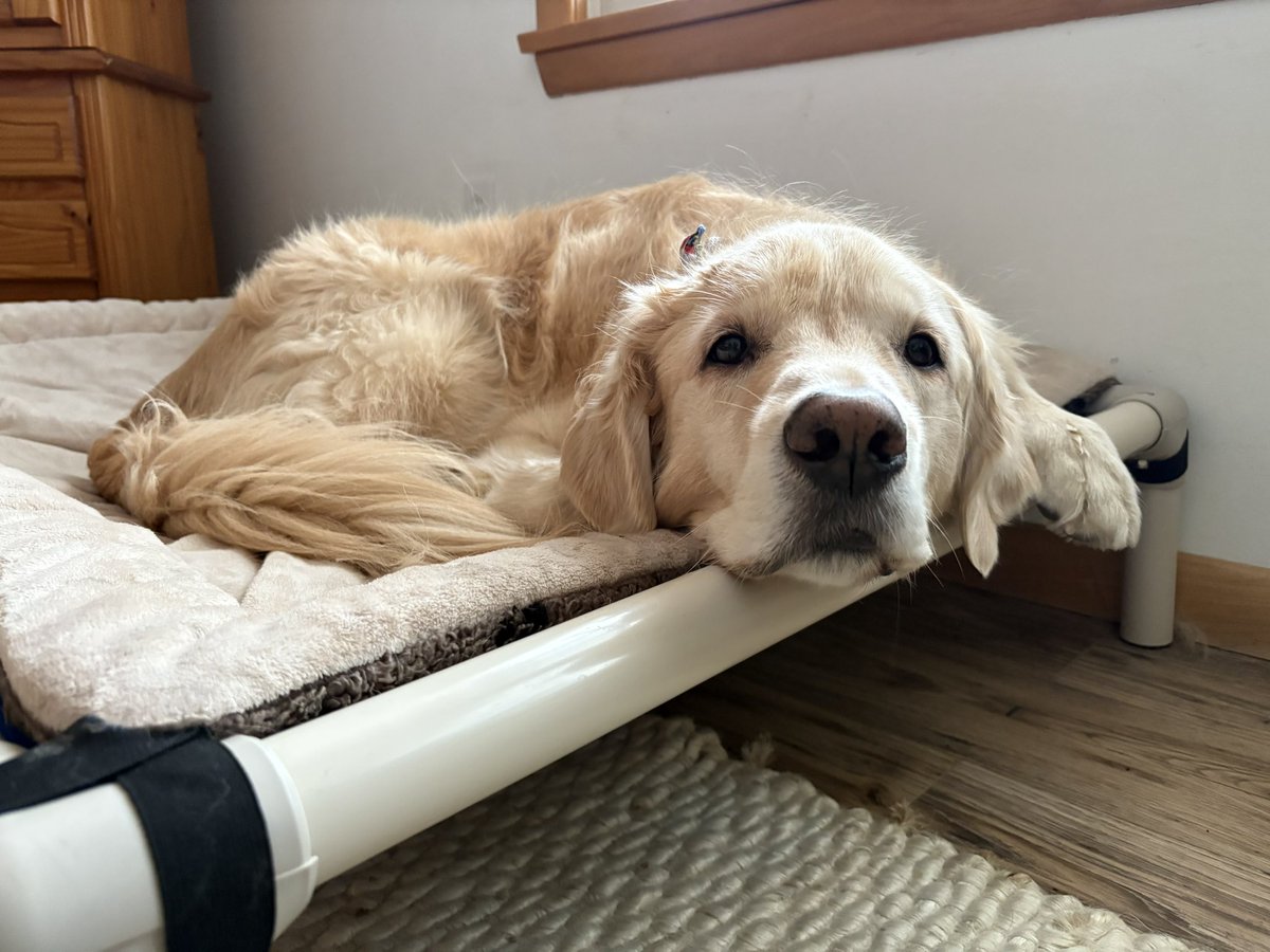 WalterTheGolden's tweet photo. Wednesday Wisdom With Walter
Hard work never killed anyone, but why take that chance? 
#lessmurraymorewalter https://t.co/EsmqeklKsU