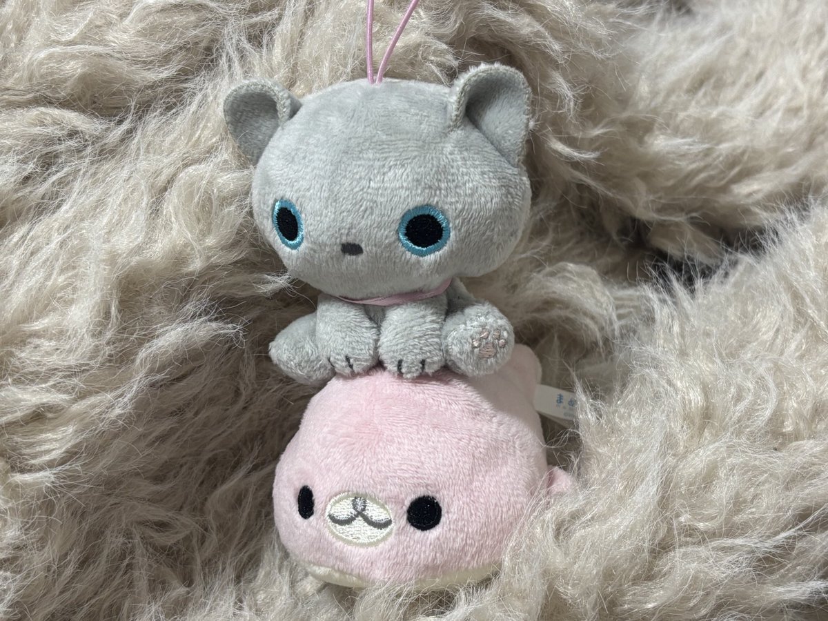 まめゴマと靴下にゃんこ🎶

かわいいいのちたち