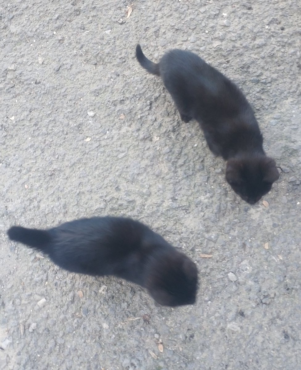 Arkadaş lütfen daha çok paylaşır mısınız ben bu yavrularında kötü haberini buraya yazmak istemiyorum ,ACİL geçici kalıcı yuva lazım,İZMİR.