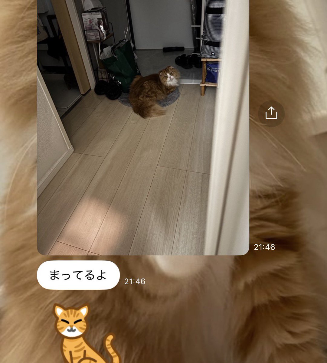 私の帰りを玄関でずっとまっててくれるの健気で可愛いなぁ。数年前まで玄関開けても暗い部屋になんも匂いもしなかったのに
今はかのぴとにゃんころが待っててくれてお部屋に美味しい匂いがする
毎日しあわせだなぁ