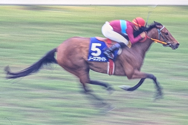 可愛らしいのに強い 好きな馬でした〜