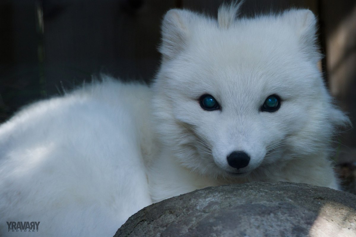 FopsHourly's tweet image. [🔗](api.tinyfox.dev/hourly/HourlyF…)