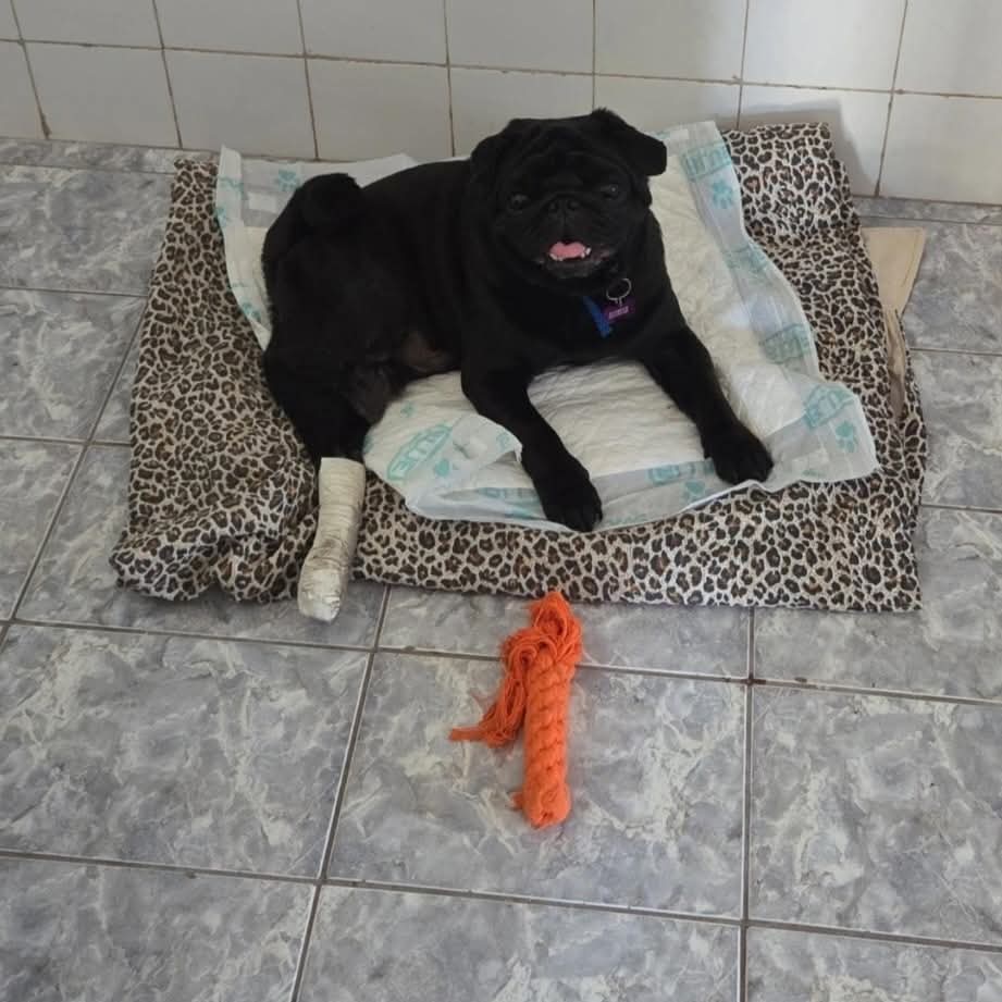 abrigojoaorosa's tweet photo. 🏡 PRECISAMOS DE LAR TEMPORÁRIO 🏡

​Kenai, nosso ​feijãozinho, precisa de um Lar Temporário.  

Será que alguém teria um cantinho em casa para acolh​ê-lo?

⚠️ Todas as despesas são por conta do abrigo, incluindo a ração! https://t.co/TAoz5goEsL