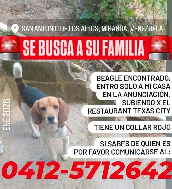 Beagle encontrado. Busca a su familia humana. Difundir por favor 0412-5712642 🐶
