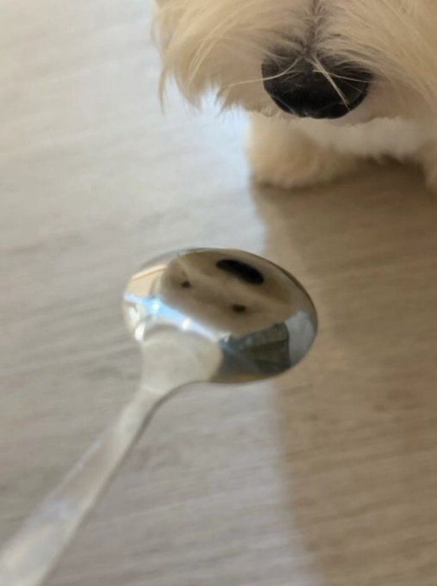 everything dogs 🐶 (@everythingdogss) on Twitter photo 