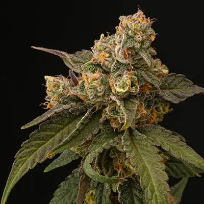 cannabulkseeds's tweet image. 🌿 Panty Punch FastVersion 🔥: The autoflowering strain ideal for fast, high-caliber results. Accelerated flowering with a unique citrus flavor and impressive yield 🍊. Don’t miss out on yours!

🌱Buy here: cannabulkseeds.com/producto/panty…
#Autoflower #FastVersion #CannabisSeeds #HomeGrow