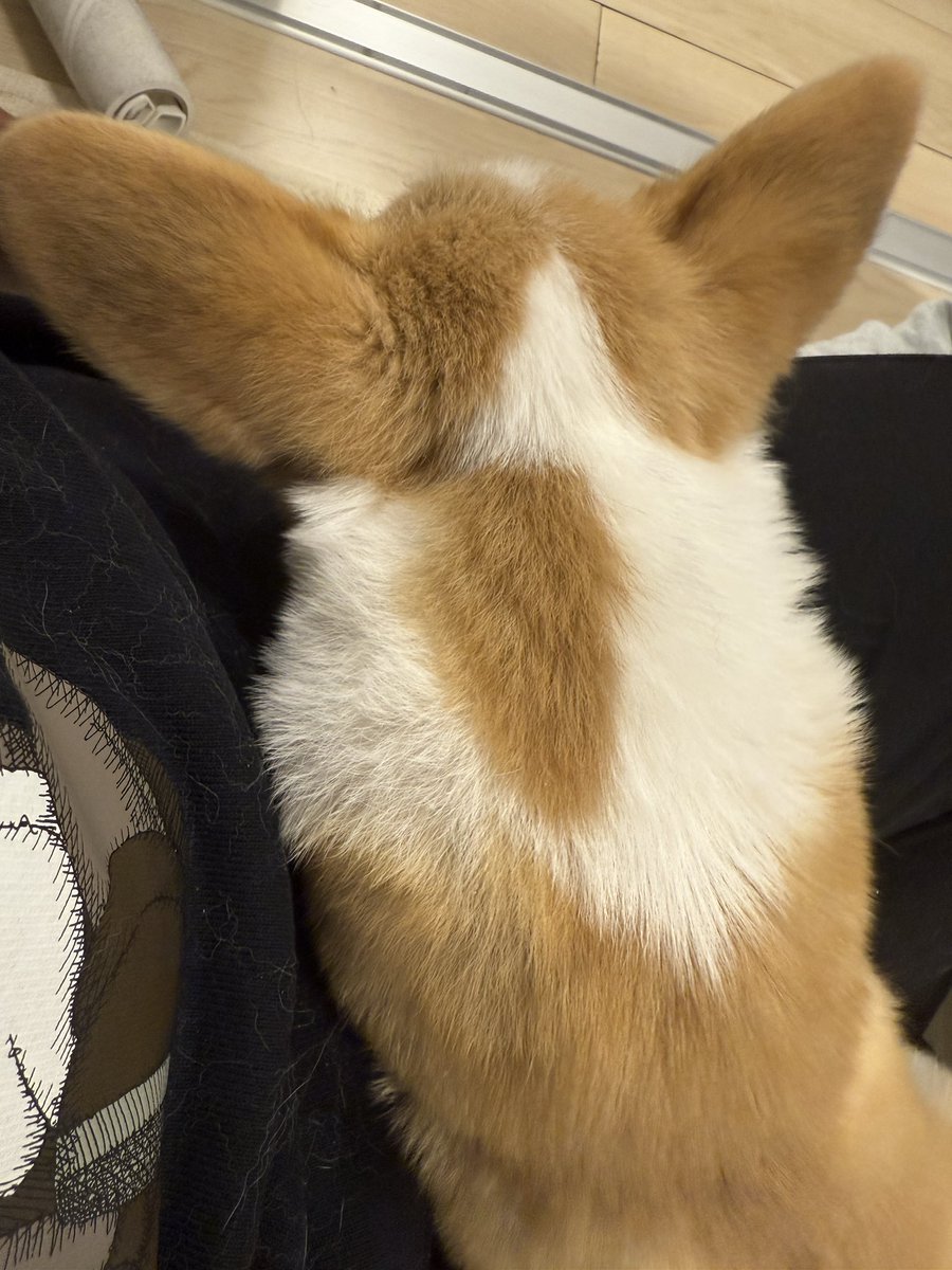 D_dai_D40's tweet photo. ずっとこうで動けへん https://t.co/LFP0Ccdx50