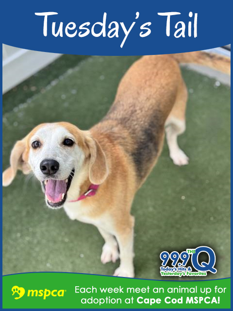 Meet Maggie, a 6-year-old, 51-pound hound mix with a heart as big as her zoomies! This sweet lady loves to romp around, proudly show off her toys, and then settle in for some affectionate snuggles
capecod.com/lifestyle/will…