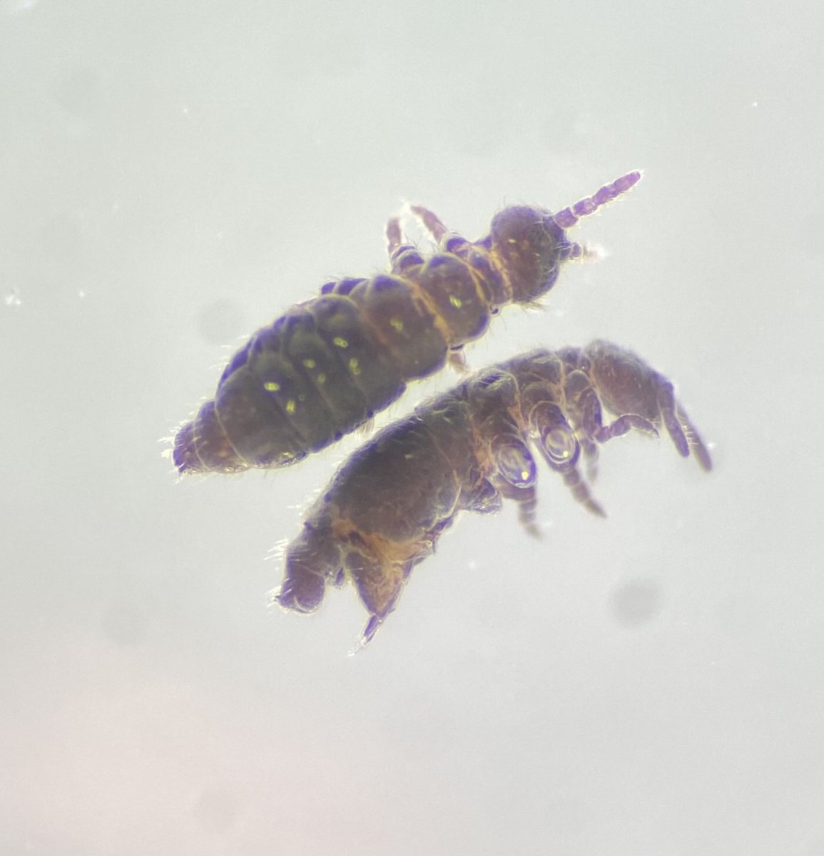 pertierralab's tweet photo. 📢@PolarCSIC impulsa la investigación polar colaborativa y transferencia de conocimiento con una beca de movilidad para @LuisRPertierra, en la que trabajará en taxonomía de invertebrados polares y de alta montaña junto a Rafael Jordana y Enrique Baquero @ibioma_unav @unav 🐜🔬🤝 https://t.co/4OAB25zfjV