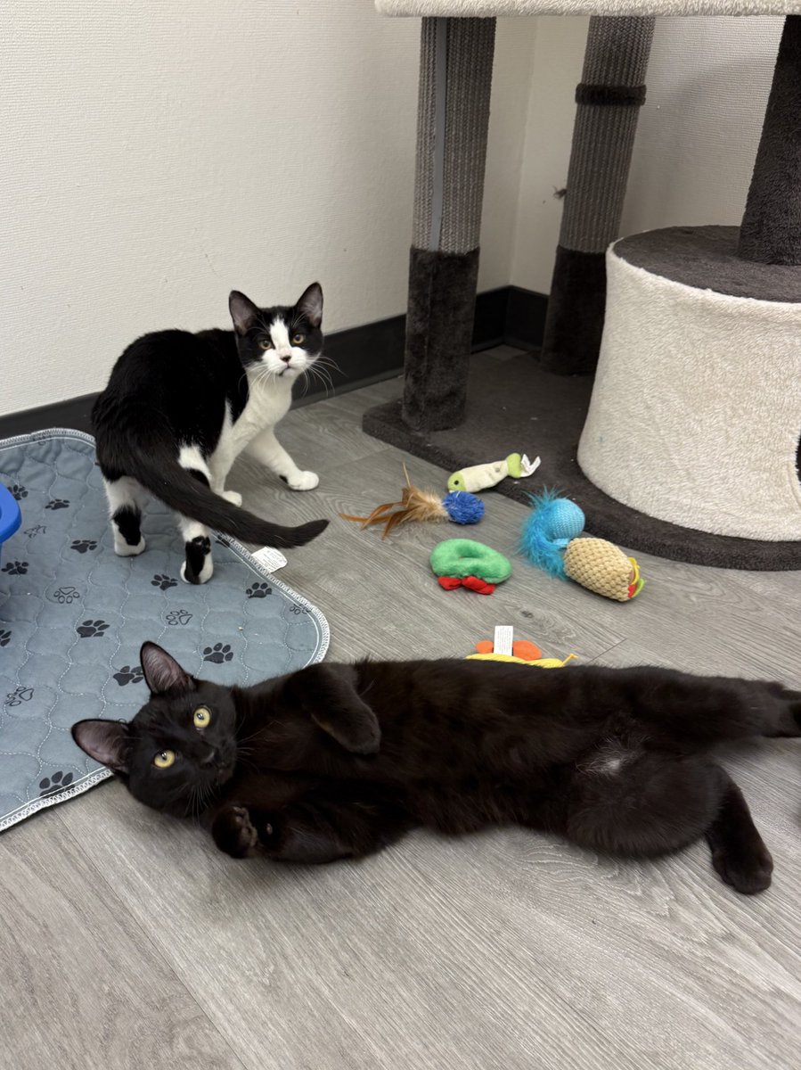 feederofcats's tweet photo. I have some amazing news to share… Honey and Hero were adopted on Sunday! 🎉😭🩷 

These sweet babies went through so much together and were inseparable while Honey recovered from her injuries after being hit by a car. Hero never left her side. https://t.co/6ese771x4V