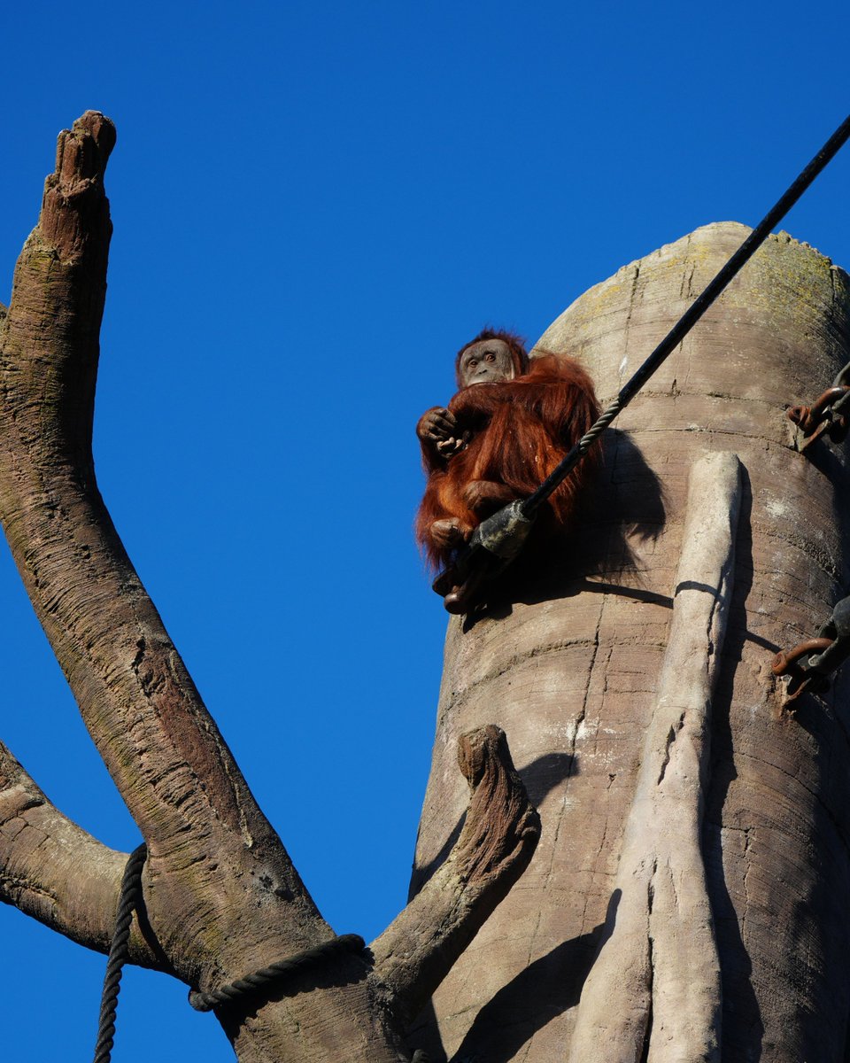 Dublin Zoo tweet media