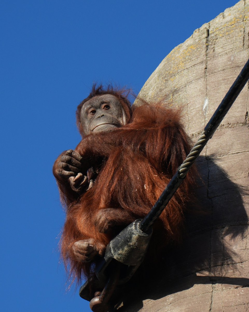Dublin Zoo tweet media