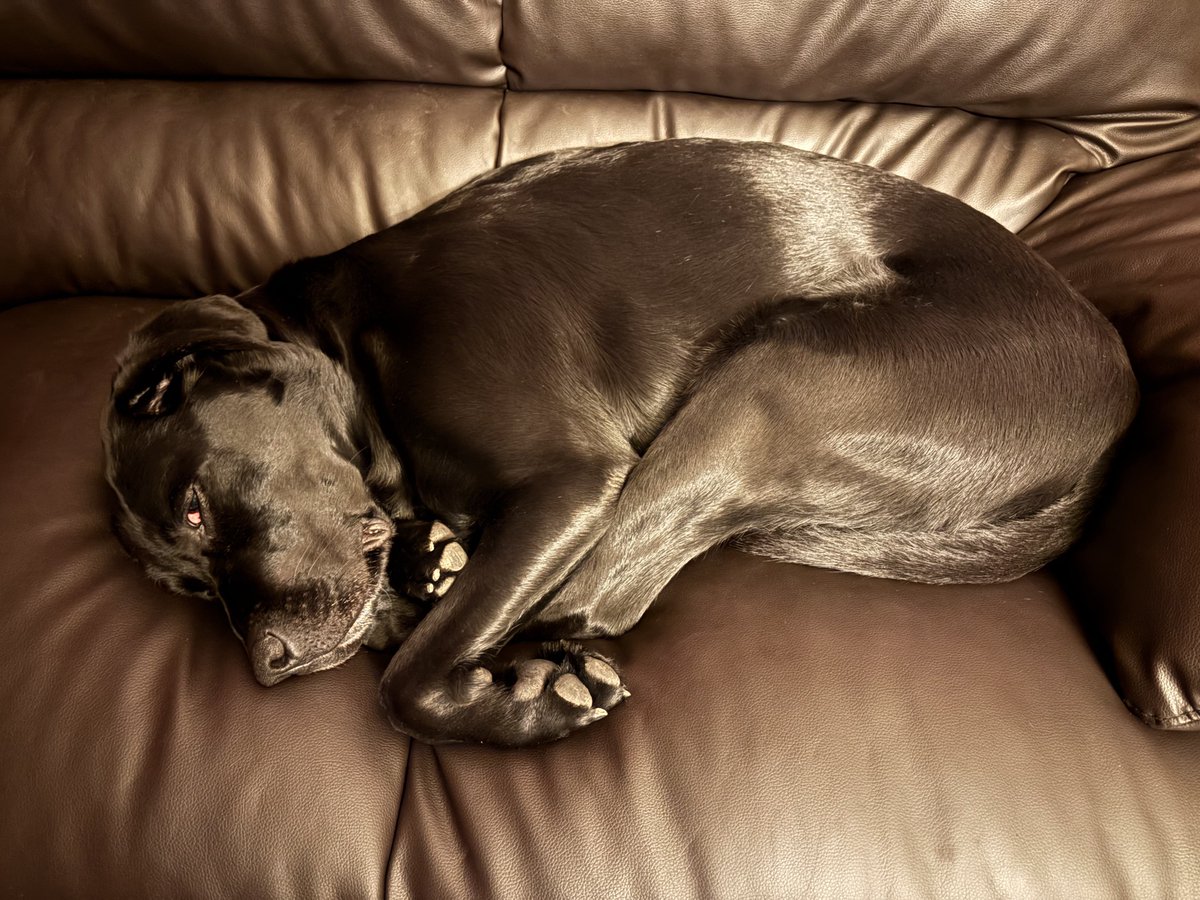 今市隆二　JSBLOVE 黒ラブ　クッション 最終値下げ 今市隆二 JSBLOVE 黒ラブ クッション - メルカリ