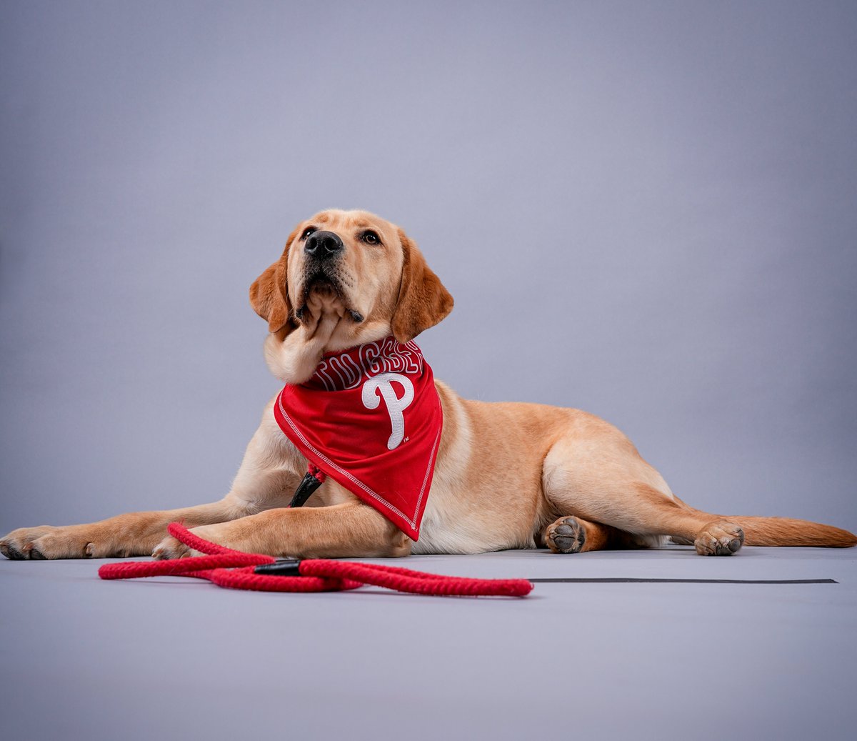 Phillies's tweet image. 👑