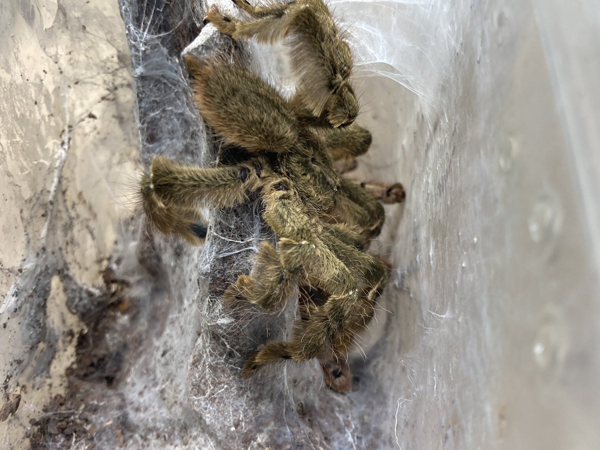 さっちゃん🐛🦂🕷 (@BugsLife3939) / Posts / X