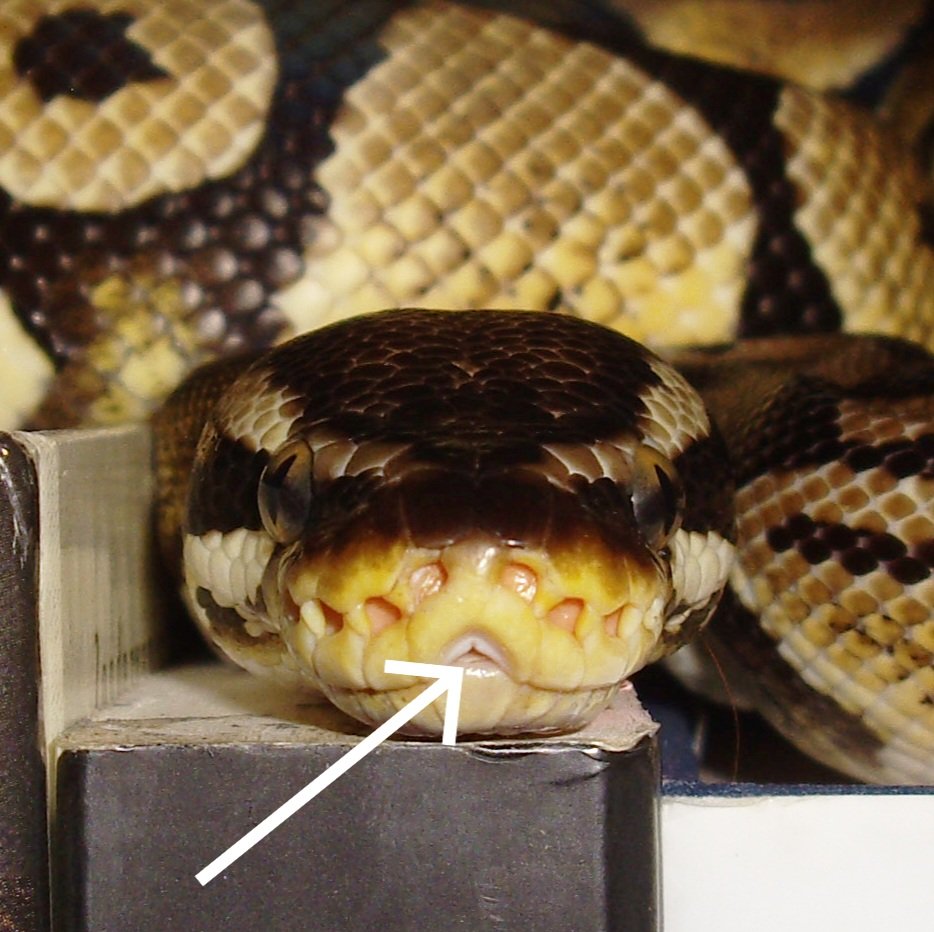 For Pete's Snakes! tweet media