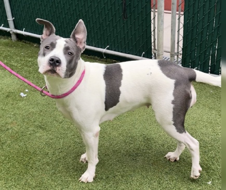 MyBoxerLuvMac1's tweet image. 💔Lila💔
#NYCACC #240433 3y
▪️ReListed TBK: 1/22💉 
#RescueOnly

Precious sweetie's💔, reclaimed in Oct., brought back after owner passed!
Grieving, fearful, low, tense body.
Poor baby's endured so much!
Needs loving, all adult, N.East #Foster, 4 security, 2 decompress.

DM…