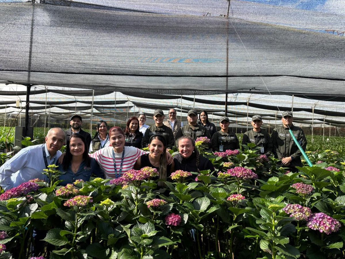 ICACOLOMBIA's tweet photo. #ConDignidadCumplimos y este año seguimos trabajando desde los PAPF del país para que el Plan Pétalo 2026, 💐🌸siga siendo un programa exitoso en las diferentes temporadas que tendrá el sector floricultor. 💪🏽
🧵 En equipo con #Asocolflores, #AIRPLAN, #POLFA y #DIAN; la estrategia para la temporada de San Valentín, que va del 15 de enero al 15 de febrero, busca este año un aumento en la exportación del 30%. 🔝
🧵 Todos los funcionarios del PAPF del Aeropuerto José Maria Córdoba de Rionegro, nos reunimos en la empresa Flores Altagracia y en compañía de profesionales de las demás instituciones, conocimos el proceso de producción y exportación de este sector, que busca llegar con sus flores a países de La Unión Europea, Estados Unidos, China y Japón. ✨💪🏽🧑🏾🌾
#ReformaAgraria #RevoluciónPorLaVida