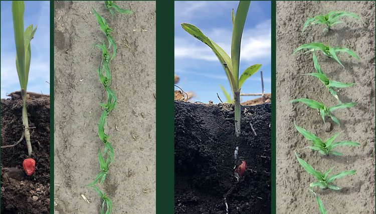 DresMarra's tweet photo. Nuevo producto locura de @PrecisionPlant. Despues de años de investigacion a campo sobre la posicion de la semillas. Desarrollaron la forma de posicionar la semilla de maiz en el optimo para asegurar una germinacion mas homogenea. https://t.co/dQOp03q5T9
