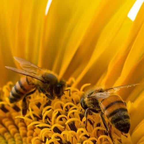 BioAcademy tweet media