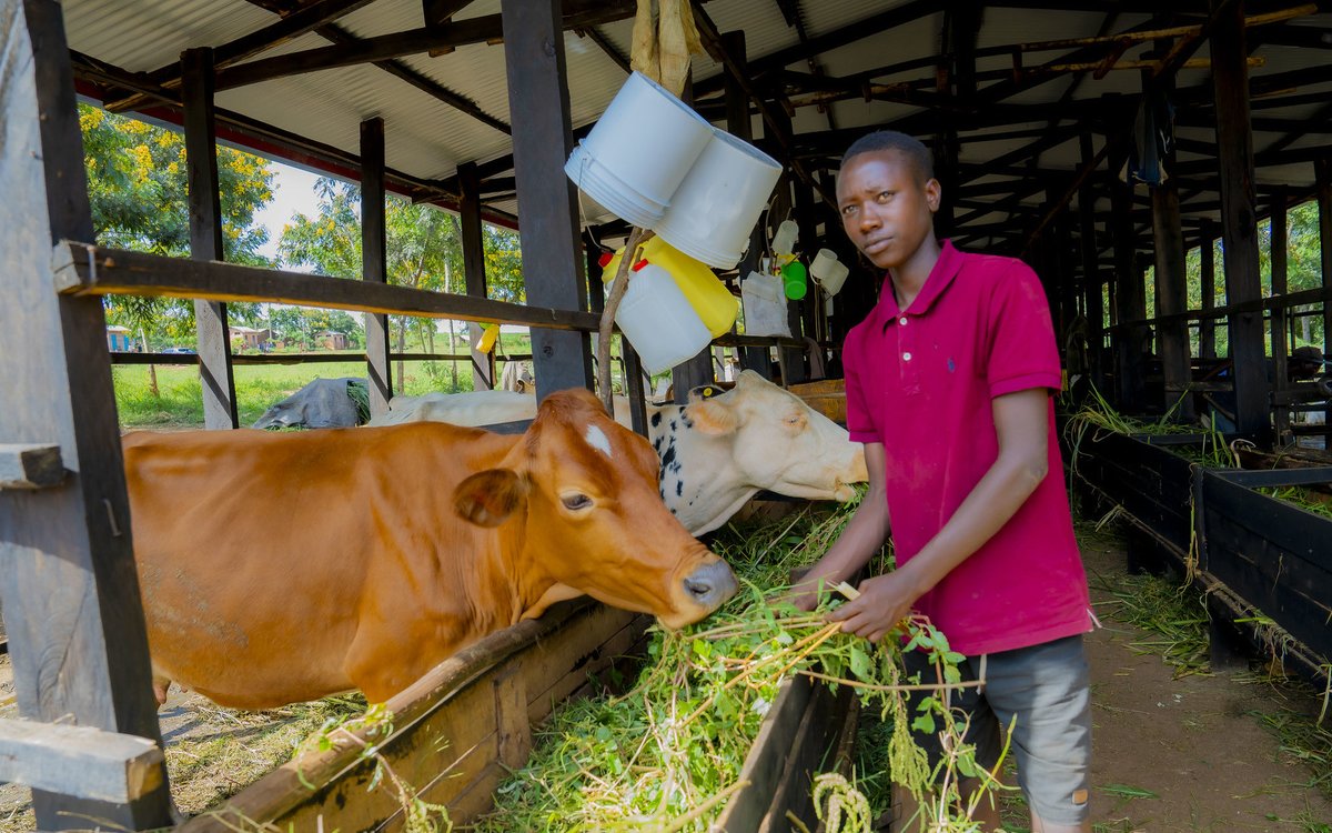 RituShroff3's tweet photo. From camp to commerce in Mahama.
Visiting refugee dairy farmers with @IFAD, @UNDP_Rwanda, MINEMA &amp; MINAGRI, it was inspiring to see how refugees contribute to the community as they are part of it.
Encouraged by PS @NgogaAristarque's message that Mahama is poised for business. https://t.co/5CppnCzDK2