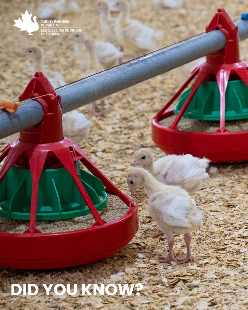 Turkey Farmers of Canada tweet media